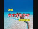 オオウミウマ・慶良間諸島国立公園