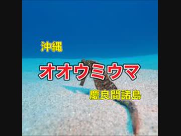 オオウミウマ・慶良間諸島国立公園