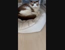 テスト