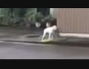 4って鳴く犬のKICK BACK