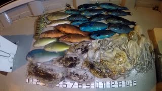 【魚突き】奄美大島 マクブ スジアラ コウイカ タコ  2021年3月19日