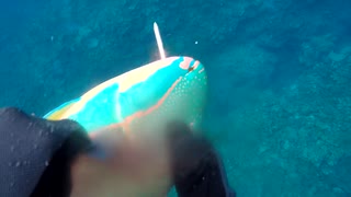 【魚突き】奄美大島  2021年5月18日