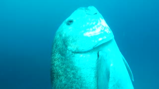 【魚突き】奄美大島 ロウニンアジ 2021年5月19日