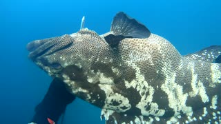 【魚突き】奄美大島 2021年5月30日