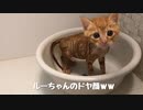 生後1カ月の保護子猫、初めてのお風呂【シャンプー】