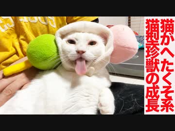 猫がへたくそ猫型珍獣、まさかの成長を見せる