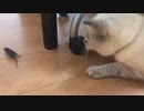 鼠捕りシュウちゃん