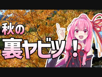 茜ちゃんロードバイク！～秋の裏ヤビツ再走編～【A.I.Voice車載】