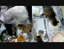 今週のおやつ（本隊）【蒼民家の猫々】