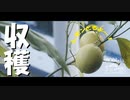 【第72回】秋葉社祭りとハチミツレモン？とカナブン？