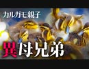 0602C⑥【ビックマミィ】ヒナ混ぜ異母兄弟。可愛いムクドリの子供。カラスの鳴き声【野鳥撮影と観察】