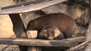 【ノーナレ動物動画】相方の上で寝るという強い意志を持つニホンアナグマ Japanese badger sleeping on its partner【多摩動物公園】