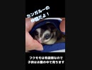 【 #フクロモモンガ 】一部界隈で話題になったGUの服！ #おはモモンガ #蜜袋鼯 #슈가글라이더 #フクモモ #sugerglider #モモンガ #shorts