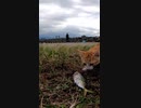 自分の顔より大きな魚をゲットした野良猫#Shorts【野良猫】【感動猫】