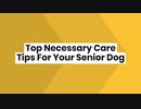 Top Necessary Care Tips For Your Senior Dog