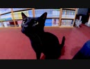 猫のいる旅館に泊まったら黒猫ちゃんが懐いてきて楽しい