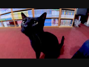 猫のいる旅館に泊まったら黒猫ちゃんが懐いてきて楽しい