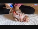 かぶれた尻に薬が滲み過ぎて悶絶する子猿の動画