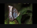 【NNIオリジナル】Butterfly Nocturne