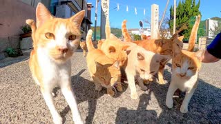 島に着いたら猫達に熱烈な歓迎を受ける