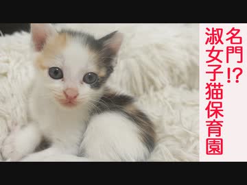 淑女養成子猫保育園の朝は早い