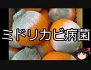 【ゆっくり朗読】ゆっくりさんと不思議な病気 その537