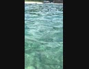 Aug. 2017 Ogasawara Islands Tokyo東京都　小笠原諸島、父島でシュノーケリングした時のやつ