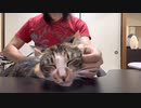 【ネコケツドラム】せがまれたのでドラムソロしてみたらトロけて鳴きだした spanking the cat