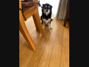 愛犬の食事