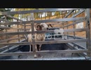 Lost horned sheep in the trunk of a pickup truck in a forest during the day　宗仲孝