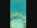 Aug. 2017 Ogasawara Islands Tokyo東京都　小笠原諸島、父島　その2