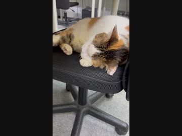 会社の猫。激務でお疲れ。