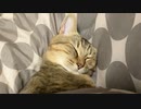 看病疲れかな？