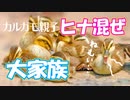 0603C③【雛混ぜカルガモ親子】全滅間近の池…。ケンカキック幼鳥シジュウカラが可愛い鳴き声【野鳥撮影と観察】
