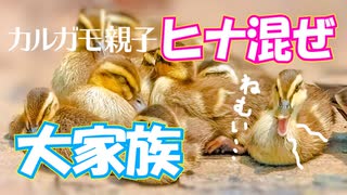 0603C③【雛混ぜカルガモ親子】全滅間近の池…。ケンカキック幼鳥シジュウカラが可愛い鳴き声【野鳥撮影と観察】