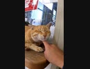 この猫はチケットを販売するつもりはないようです#Shorts【野良猫】【感動猫】