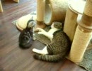 あんまねこの息子クッキーと子猫ミーミー
