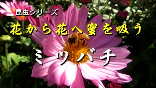 昆虫シリーズ　花から花へ蜜を吸う　ミツバチ