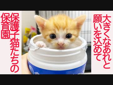 淑女養成子猫保育園、ゲン担ぎアイテムで成長祈願