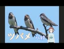 ツバメ － 八紗（やしゃ)