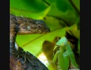 ホモと見るカマキリに完全敗北したトカゲ