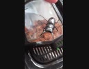 コクワガタを煽ってみたw