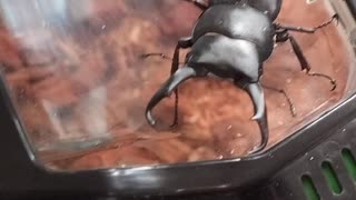 コクワガタを煽ってみたw