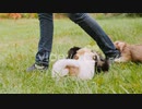 Puppies Chase Owner's Feet　矢野旭洋