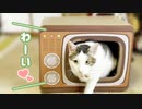 猫氏に初めて爪とぎハウス買って差し上げた下僕