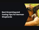 Best Grooming and Caring Tips For German Shepherds