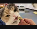 満足な顔の猫がこちら…