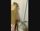 ホモと見る　まるでトムとジェリーのような瞬間が撮影される…