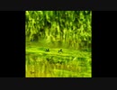 【NNIオリジナル】Dragonfly On The Water