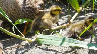 カルガモ親子のディーシー　成長記録  【1日め】【9ヒナ】